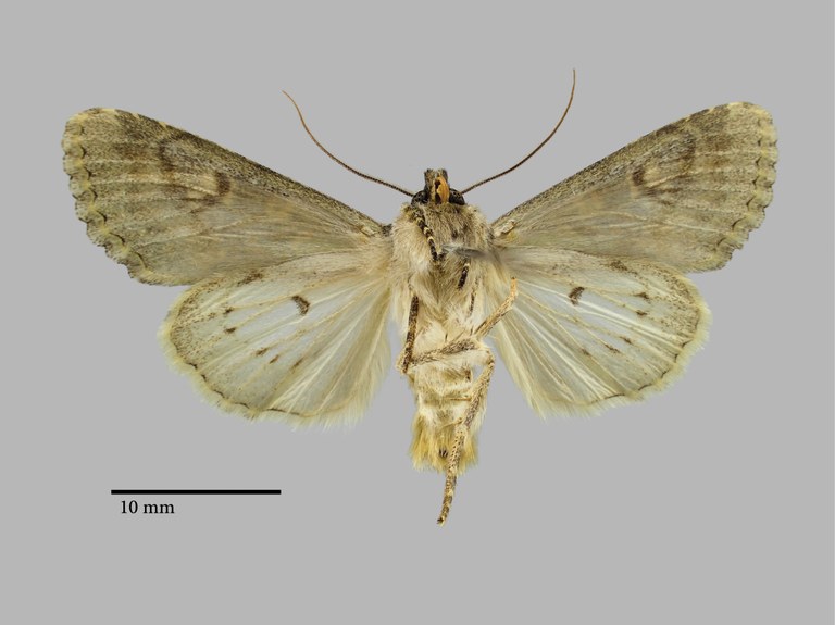 Polymixis carolina M Pt V.jpg