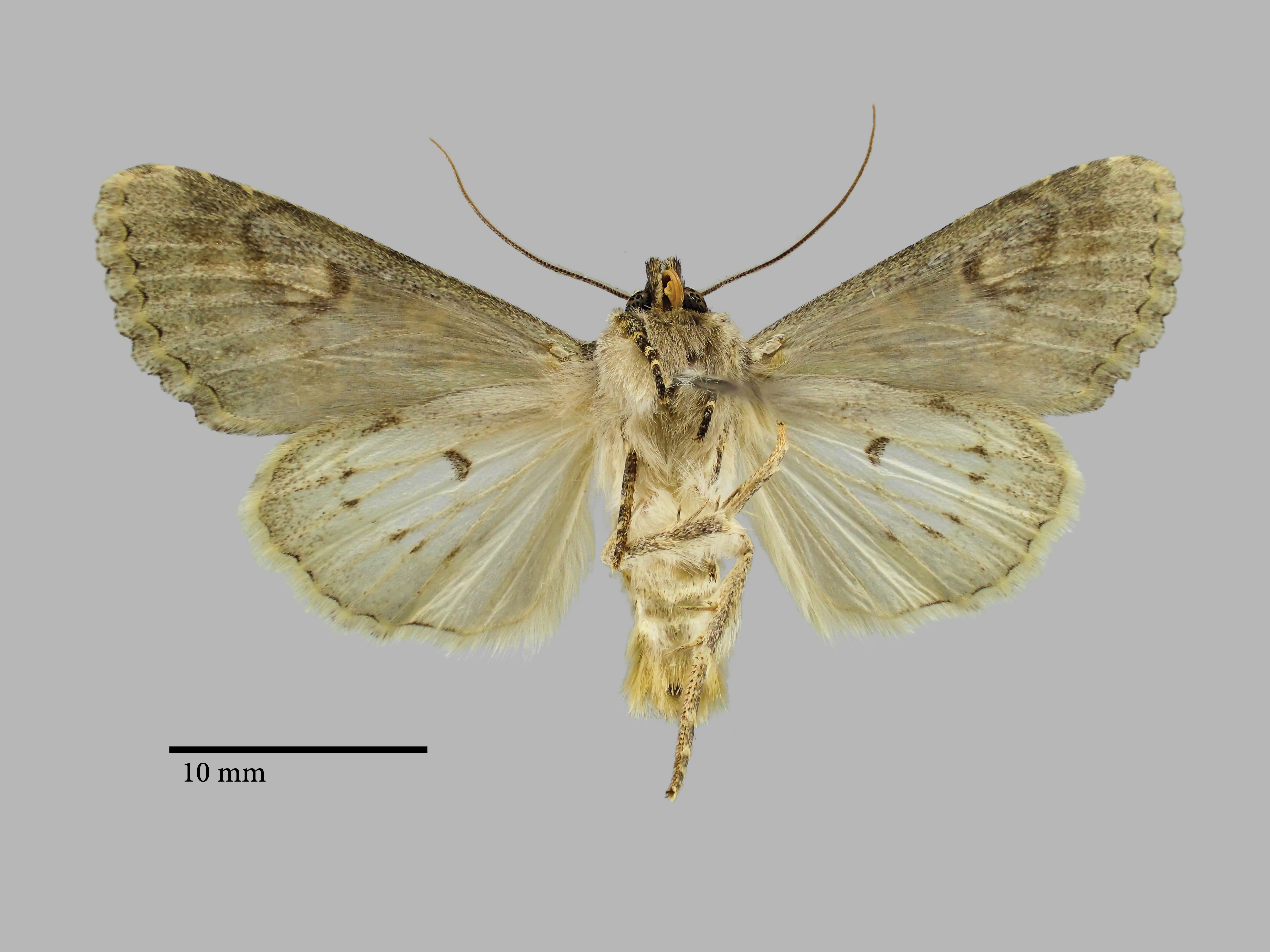 Polymixis carolina M Pt V.jpg