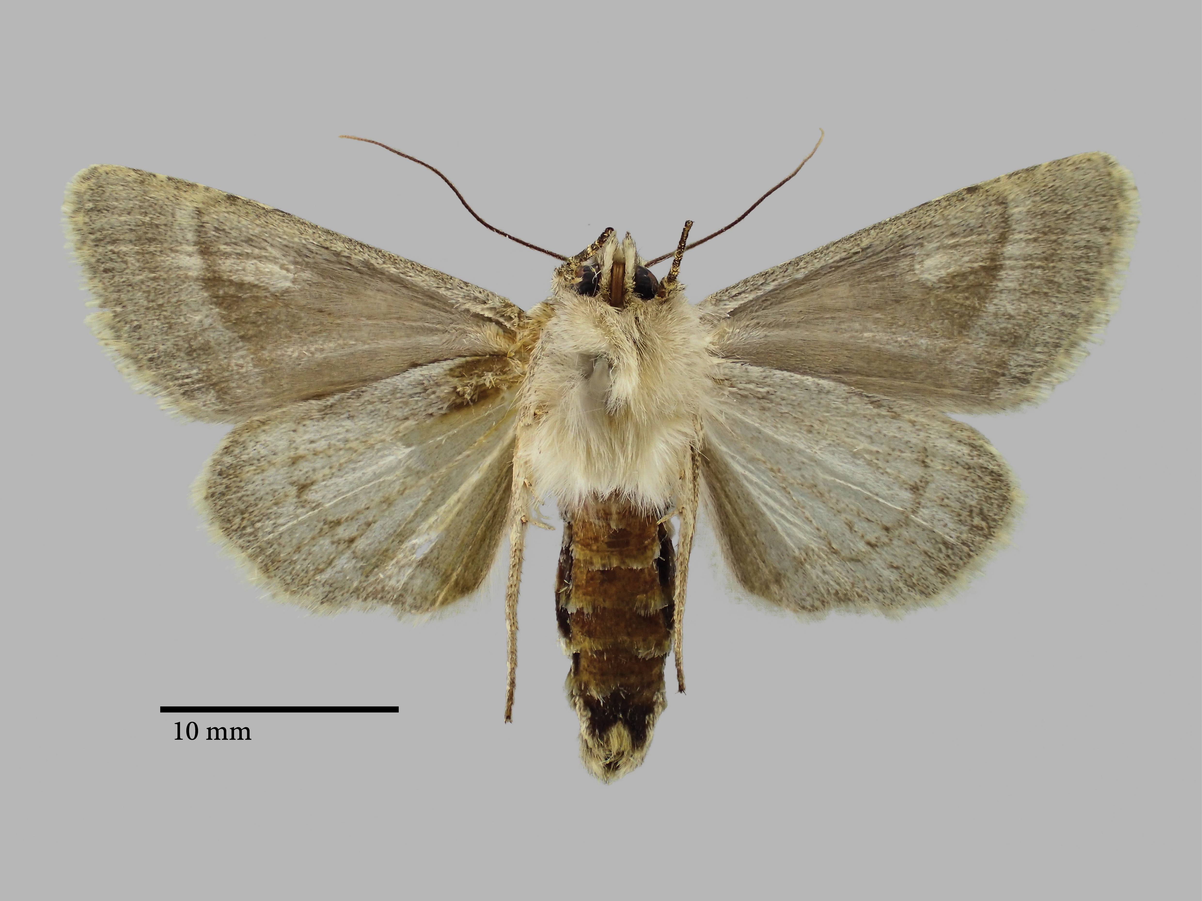 Polymixis schistochlora Pt V.jpg
