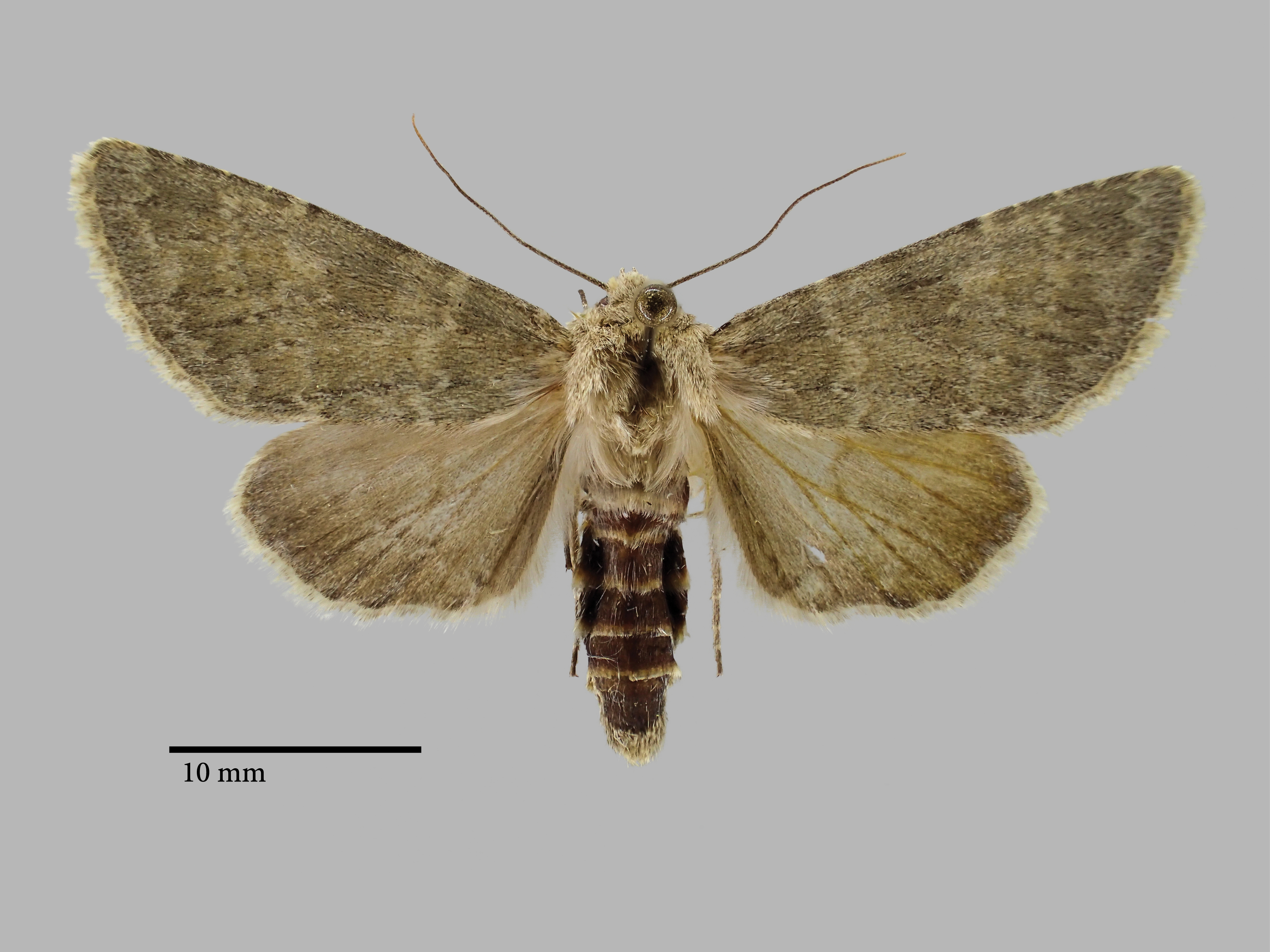 Polymixis schistochlora Pt D.jpg