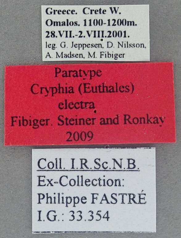 Cryphia (Euthales) electra Pt labels.jpg Cryphia (Euthales) electra Pt labels.jpg