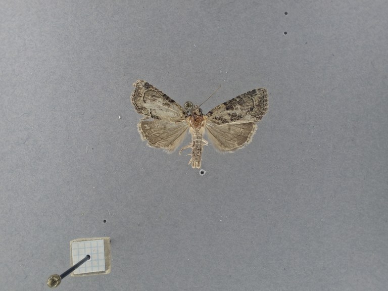 Cryphia (Euthales) electra Pt D.jpg Cryphia (Euthales) electra Pt D.jpg