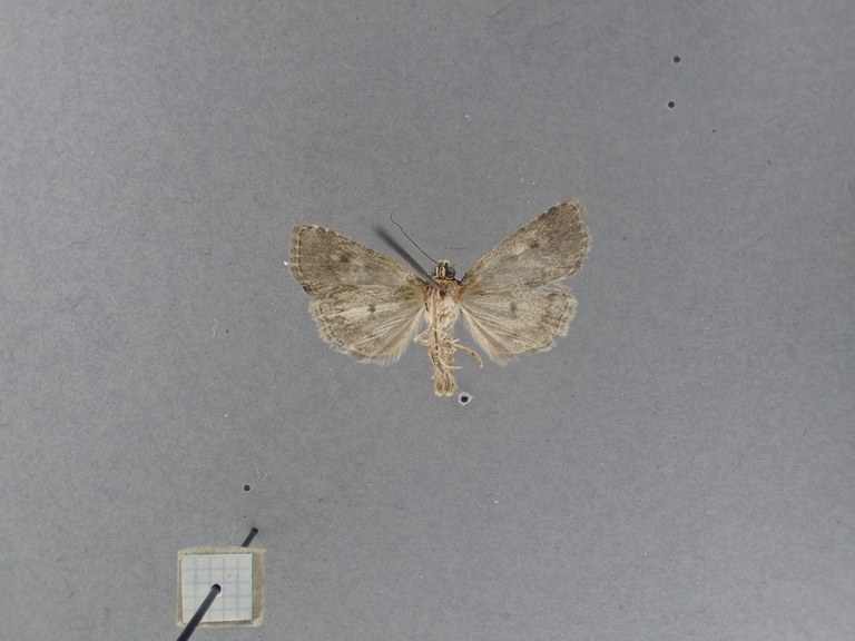 Cryphia (Euthales) electra Pt V.jpg Cryphia (Euthales) electra Pt V.jpg
