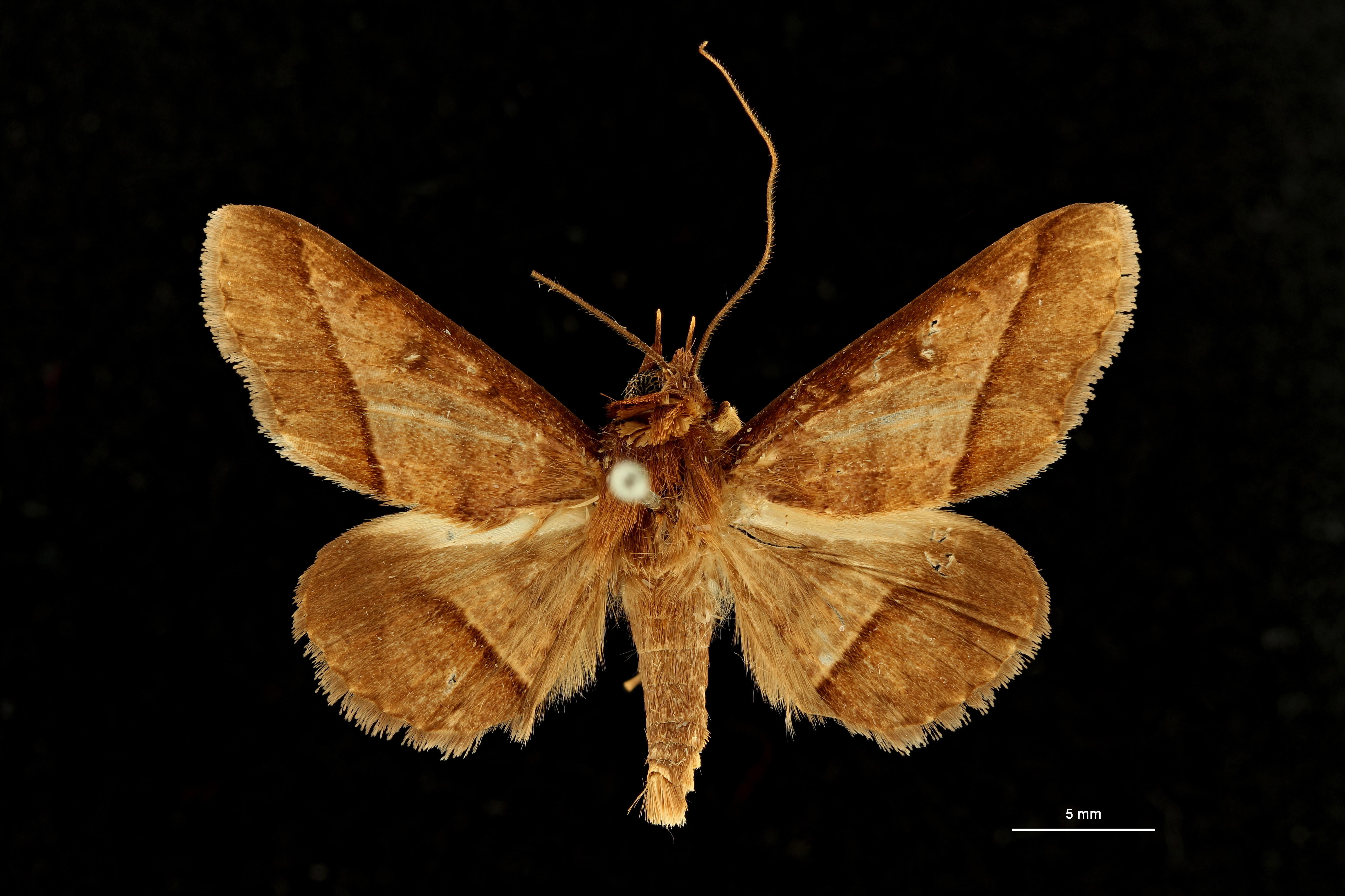 Plecoptera brunnescens ht D ZS PMax Scaled.jpeg