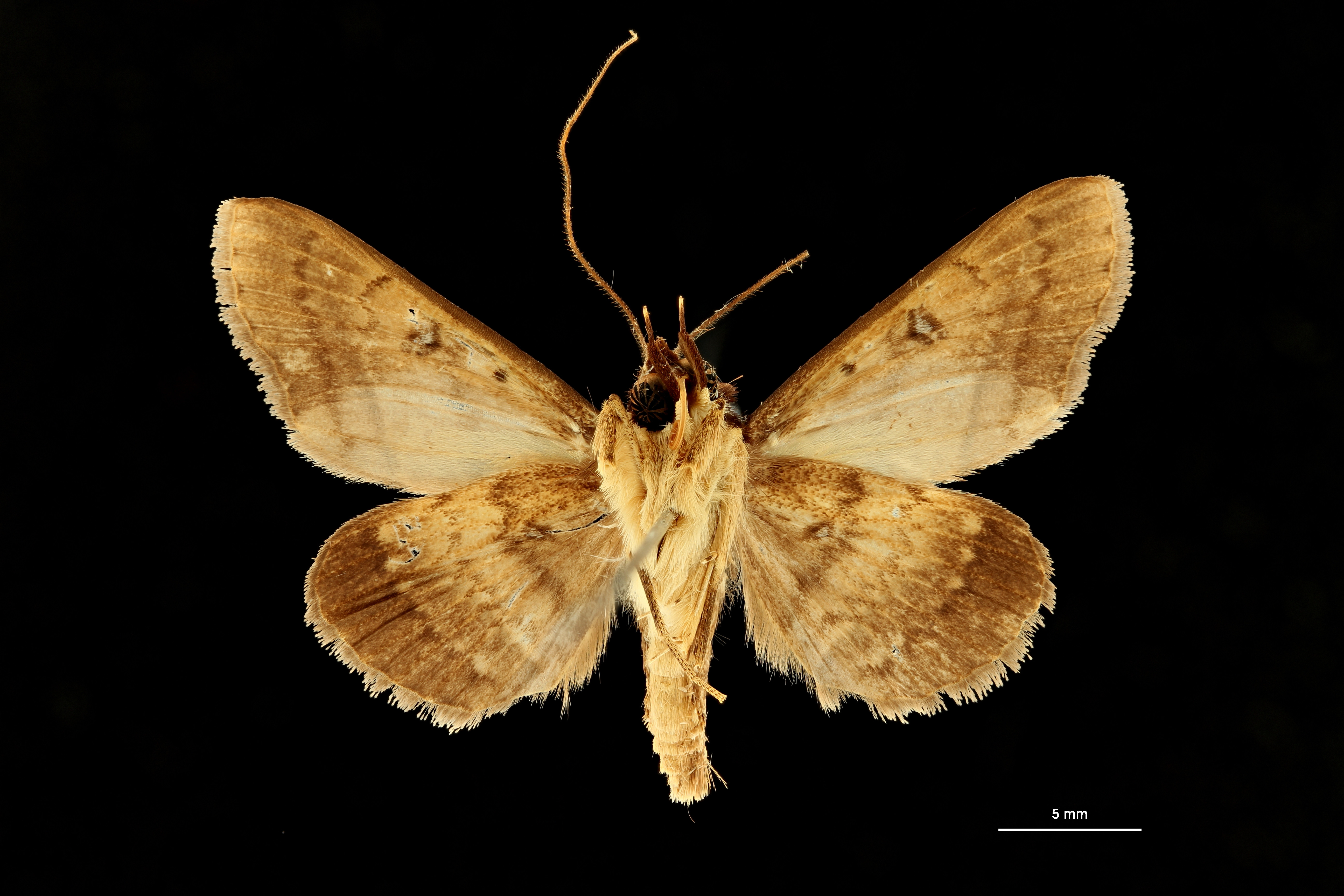 Plecoptera brunnescens ht V ZS PMax Scaled.jpeg