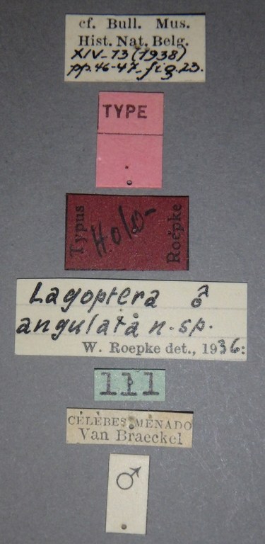 Lagoptera angulata ht M Lb.jpg