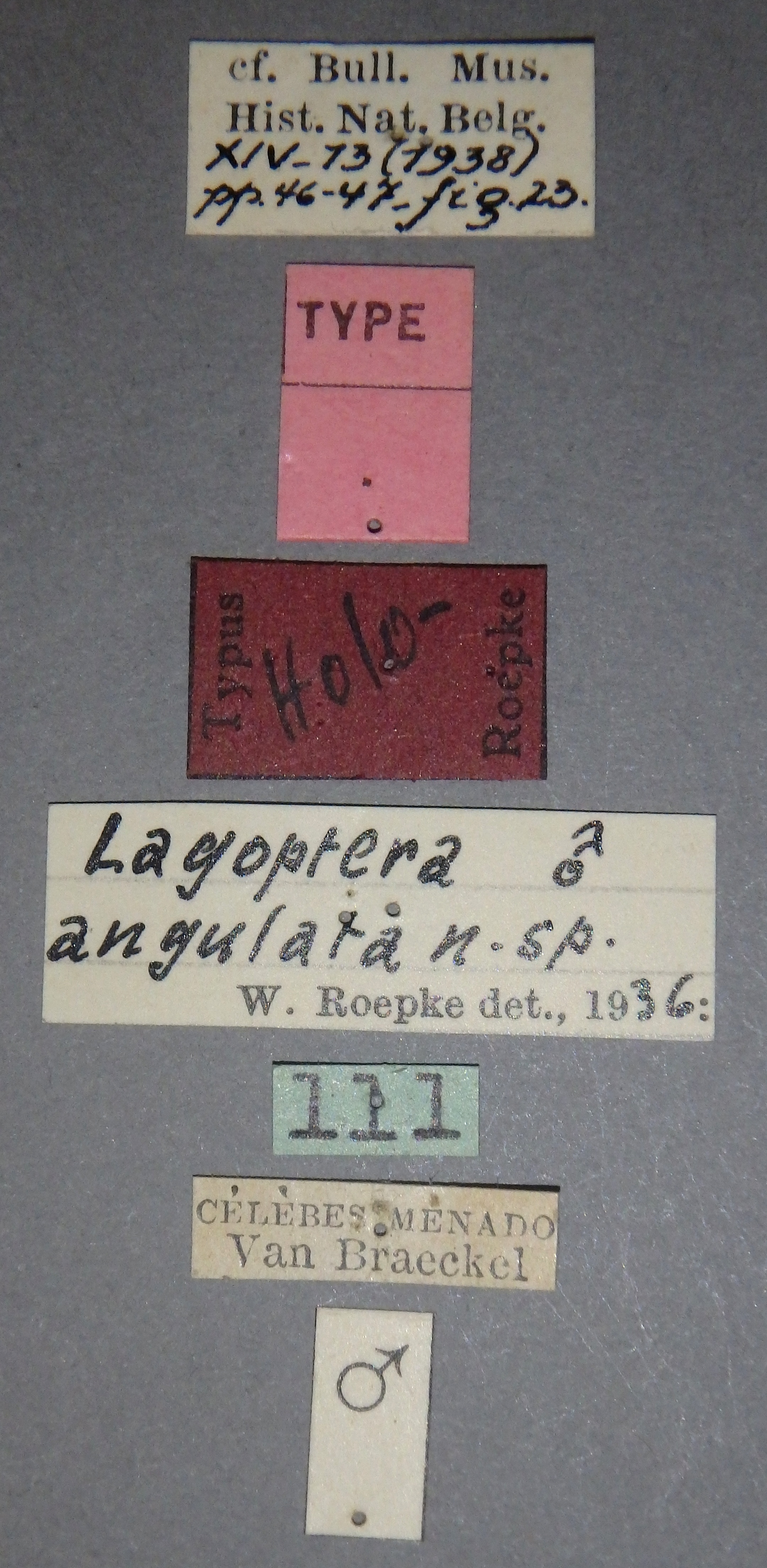 Lagoptera angulata ht M Lb.jpg