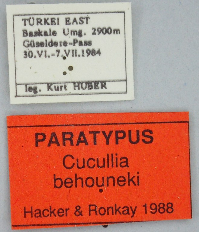Cucullia behouneki Pt Labels.jpg Cucullia behouneki Pt Labels.jpg