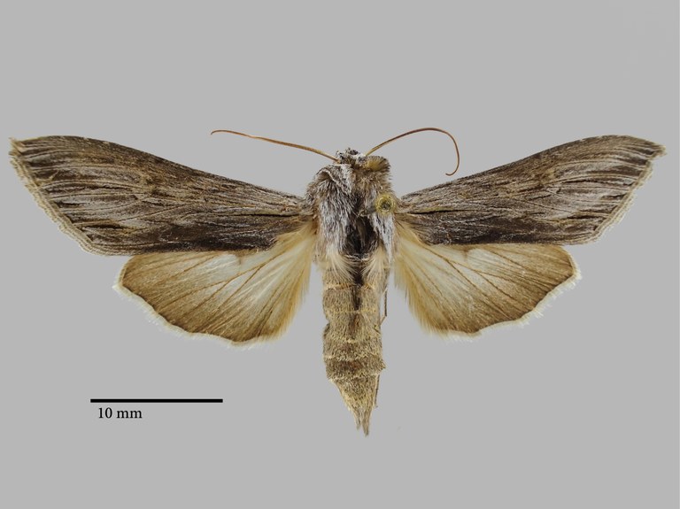 Cucullia behouneki Pt D.jpg Cucullia behouneki Pt D.jpg