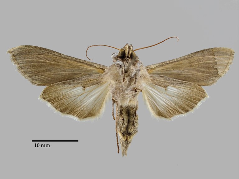 Cucullia behouneki Pt V.jpg Cucullia behouneki Pt V.jpg