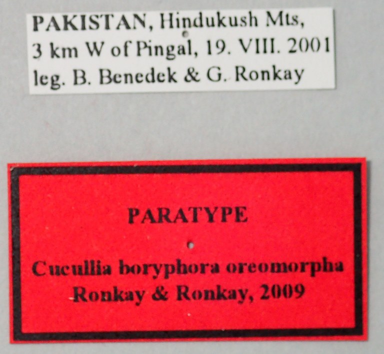 Cucullia boryphora oreomorpha Pt Labels.jpg Cucullia boryphora oreomorpha Pt Labels.jpg