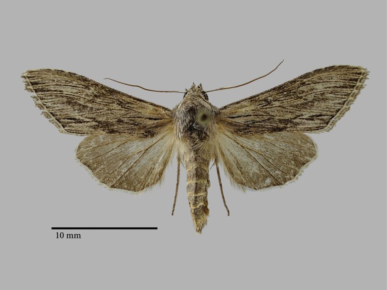 Cucullia boryphora oreomorpha Pt D.jpg Cucullia boryphora oreomorpha Pt D.jpg