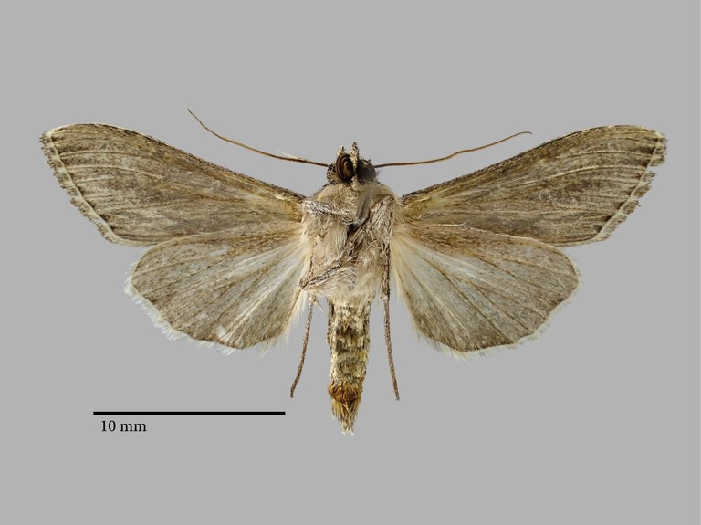 Cucullia boryphora oreomorpha Pt V.jpg Cucullia boryphora oreomorpha Pt V.jpg