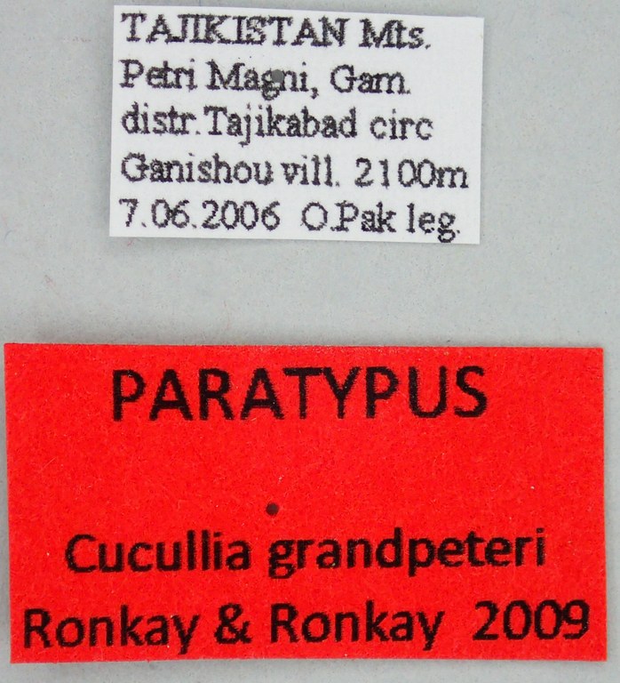 Cucullia grandpeteri Pt Labels.jpg