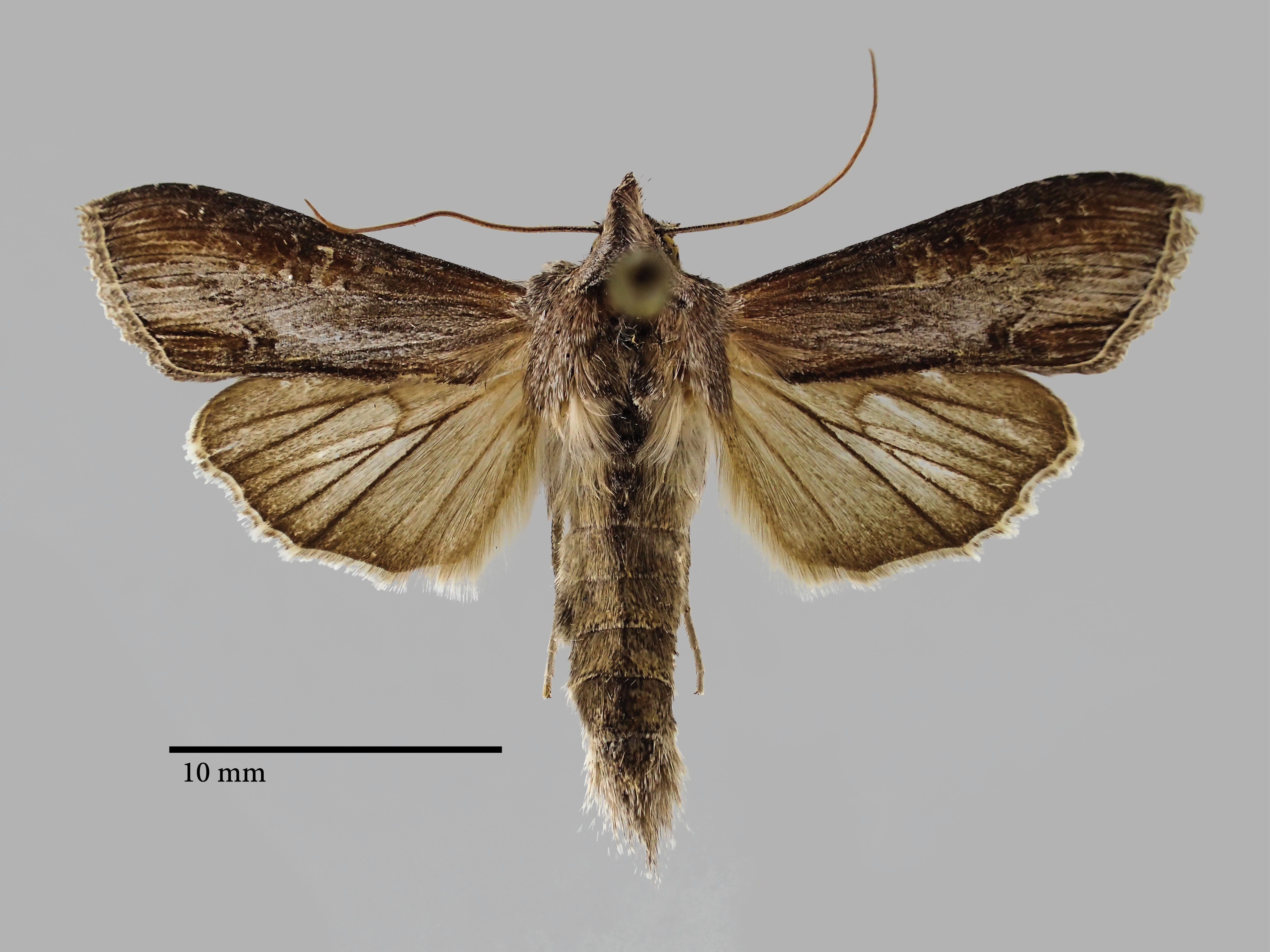 Cucullia grandpeteri Pt D.jpg