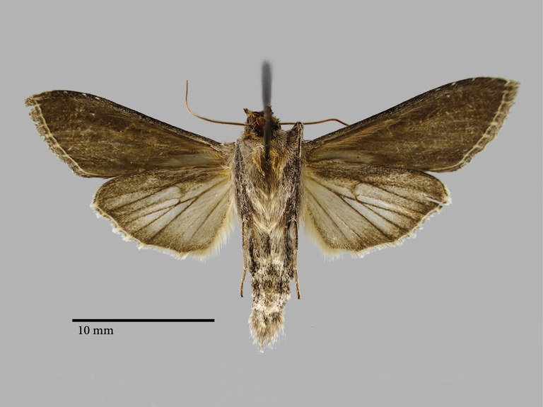 Cucullia grandpeteri Pt V.jpg