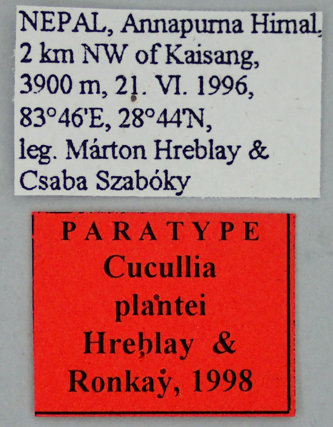 Cucullia plantei Pt Labels.jpg