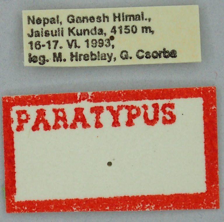 Cucullia tamsi Pt Labels.jpg Cucullia tamsi Pt Labels.jpg