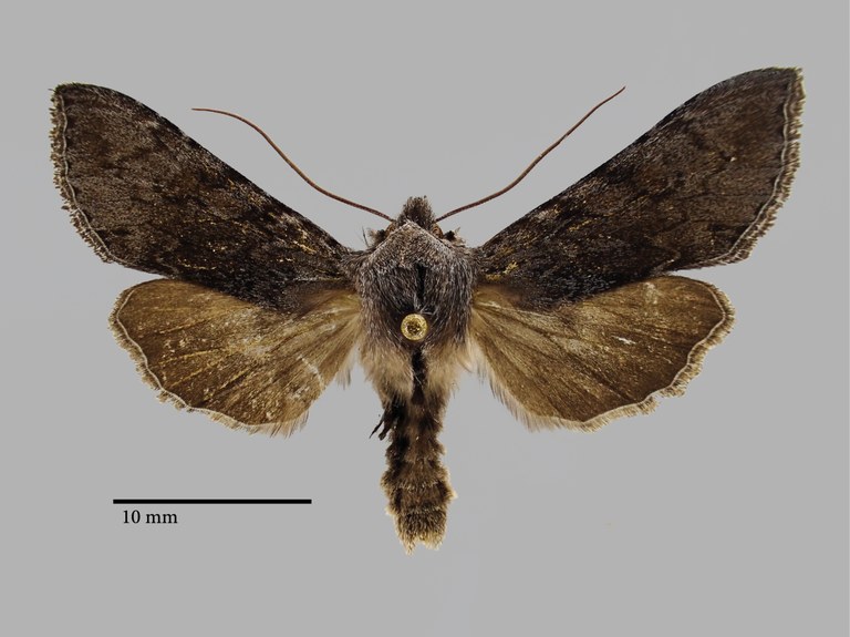 Cucullia tamsi Pt D.jpg Cucullia tamsi Pt D.jpg