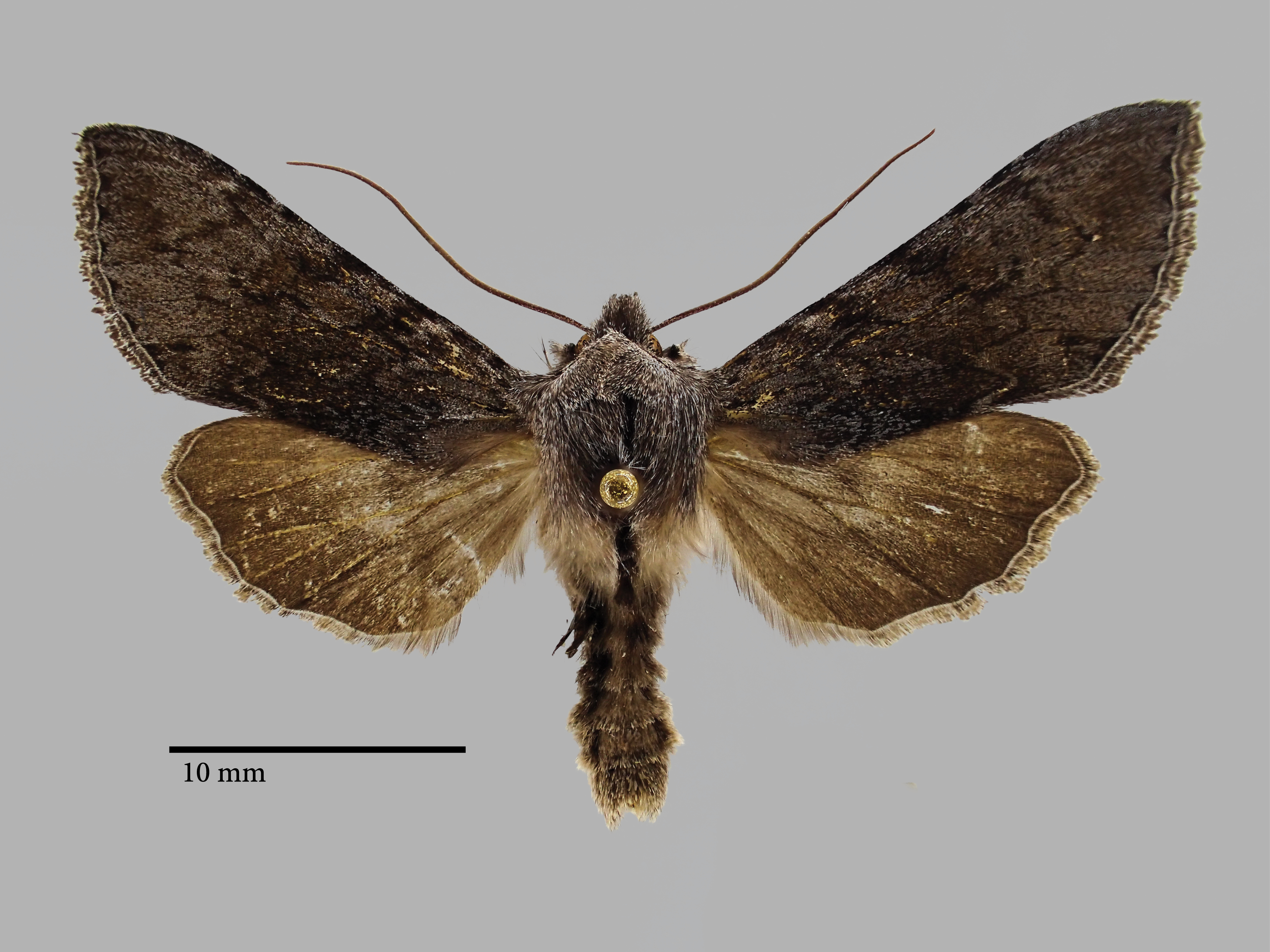 Cucullia tamsi Pt D.jpg
