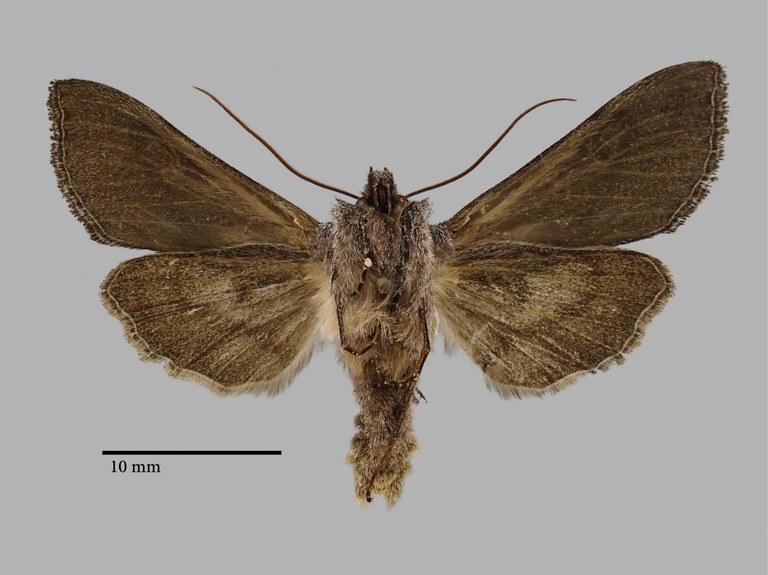 Cucullia tamsi Pt V.jpg Cucullia tamsi Pt V.jpg