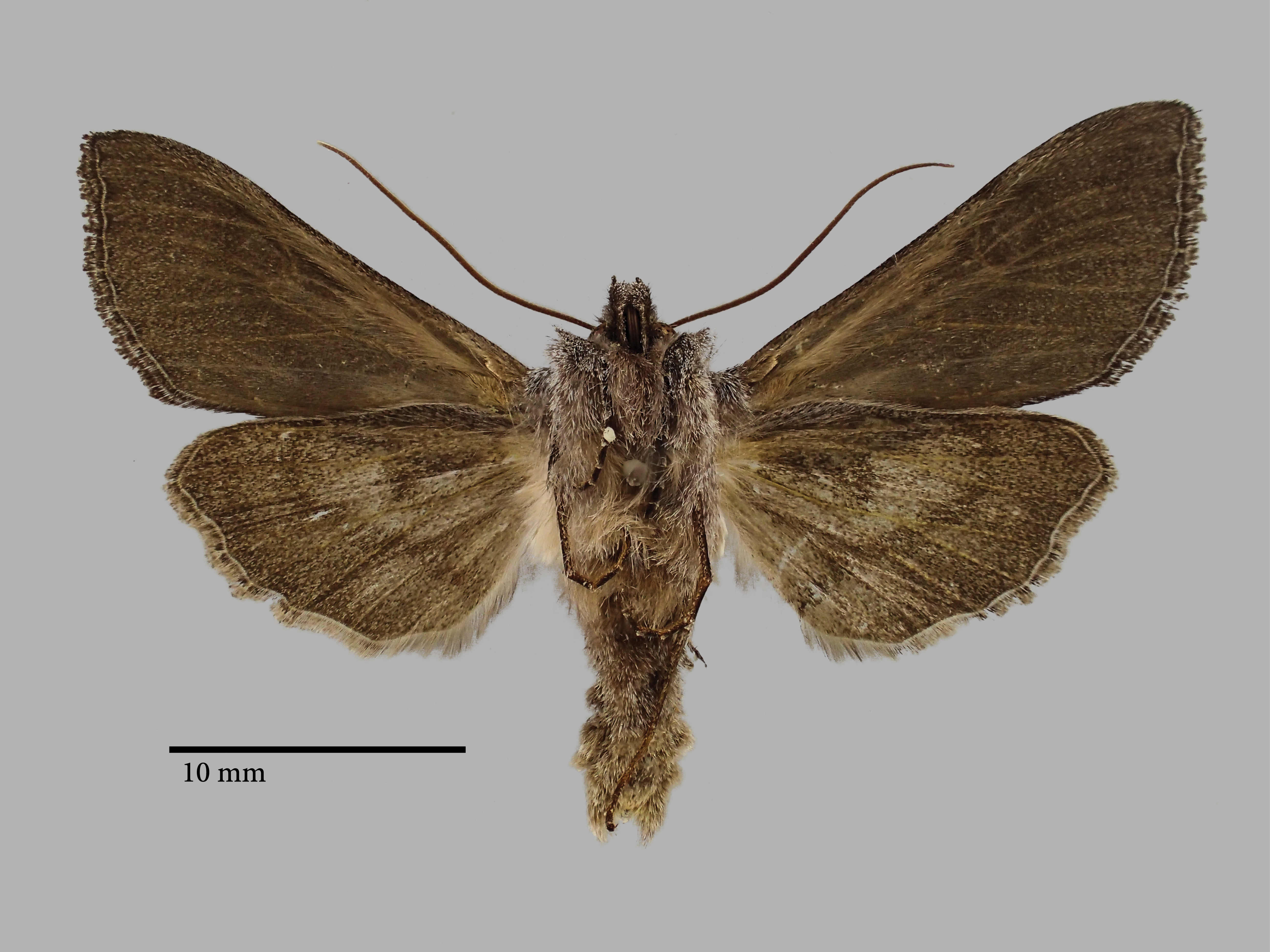 Cucullia tamsi Pt V.jpg