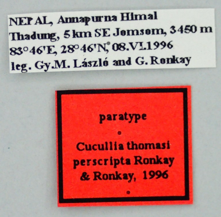 cucullia thomasi perscripta Pt Labels.jpg cucullia thomasi perscripta Pt Labels.jpg