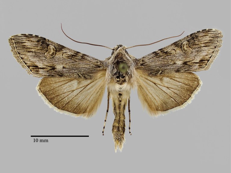 cucullia thomasi perscripta Pt D.jpg cucullia thomasi perscripta Pt D.jpg