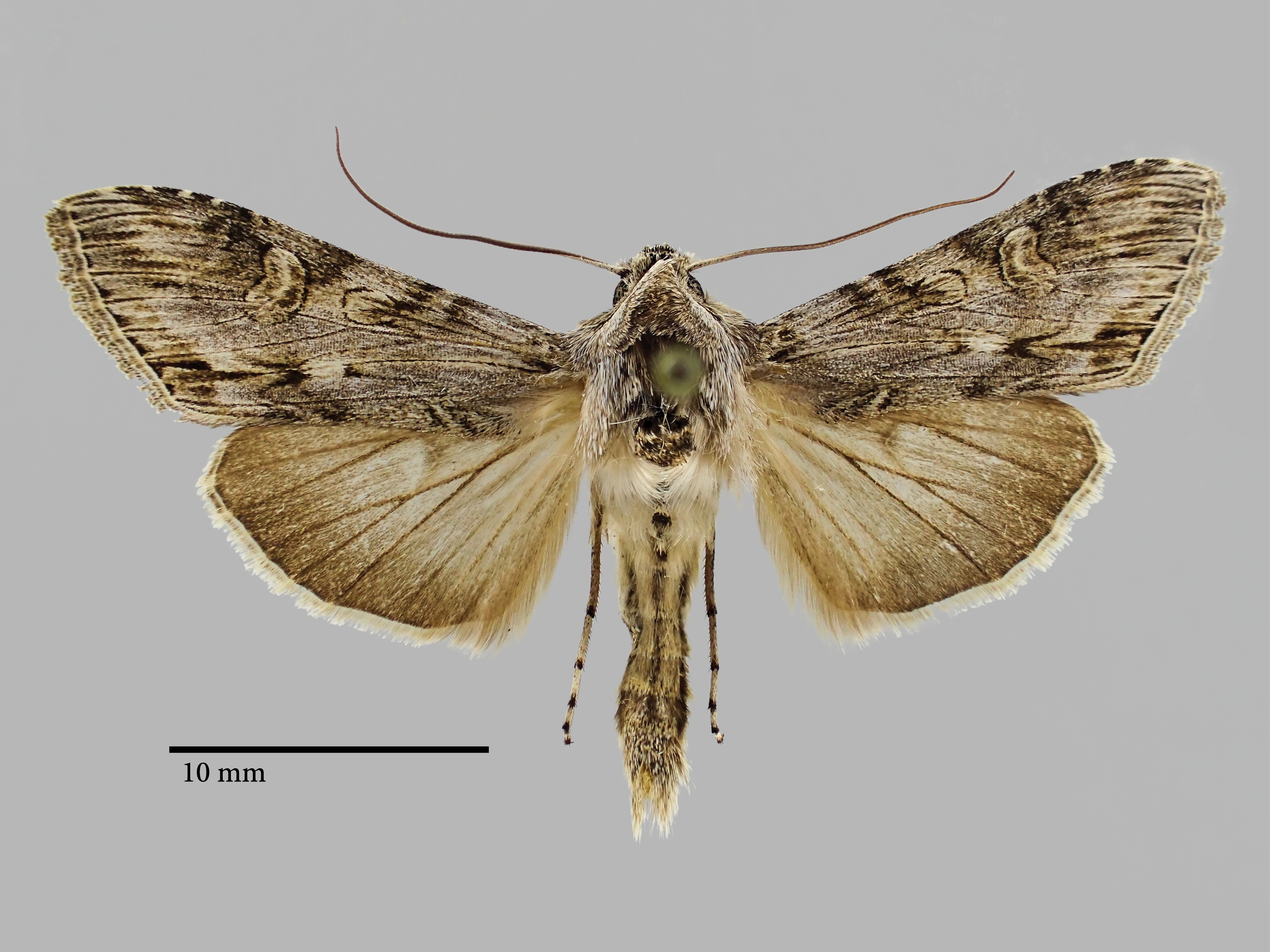 cucullia thomasi perscripta Pt D.jpg