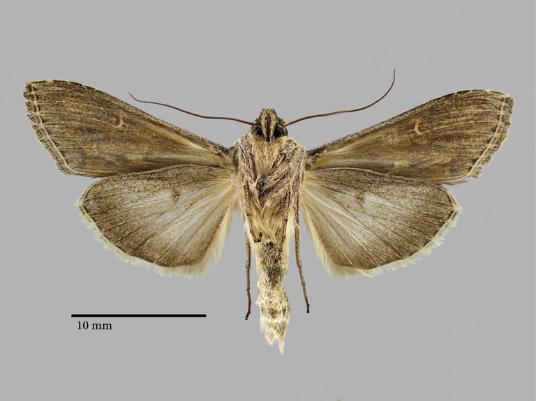 cucullia thomasi perscripta Pt V.jpg cucullia thomasi perscripta Pt V.jpg