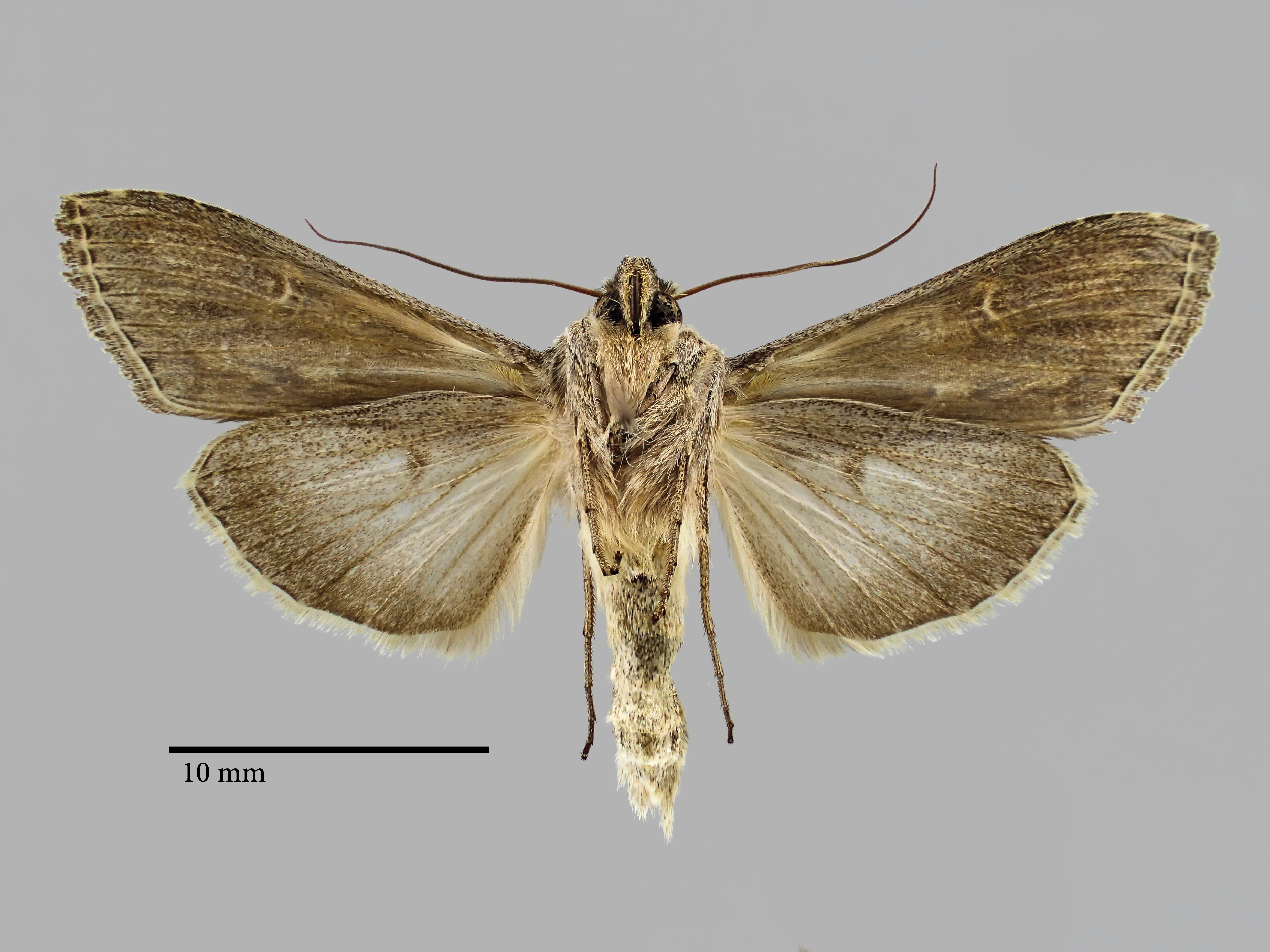 cucullia thomasi perscripta Pt V.jpg