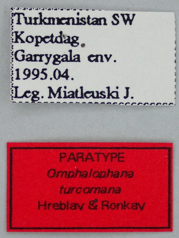 Omphalophana turcomana Pt Labels.jpg Omphalophana turcomana Pt Labels.jpg