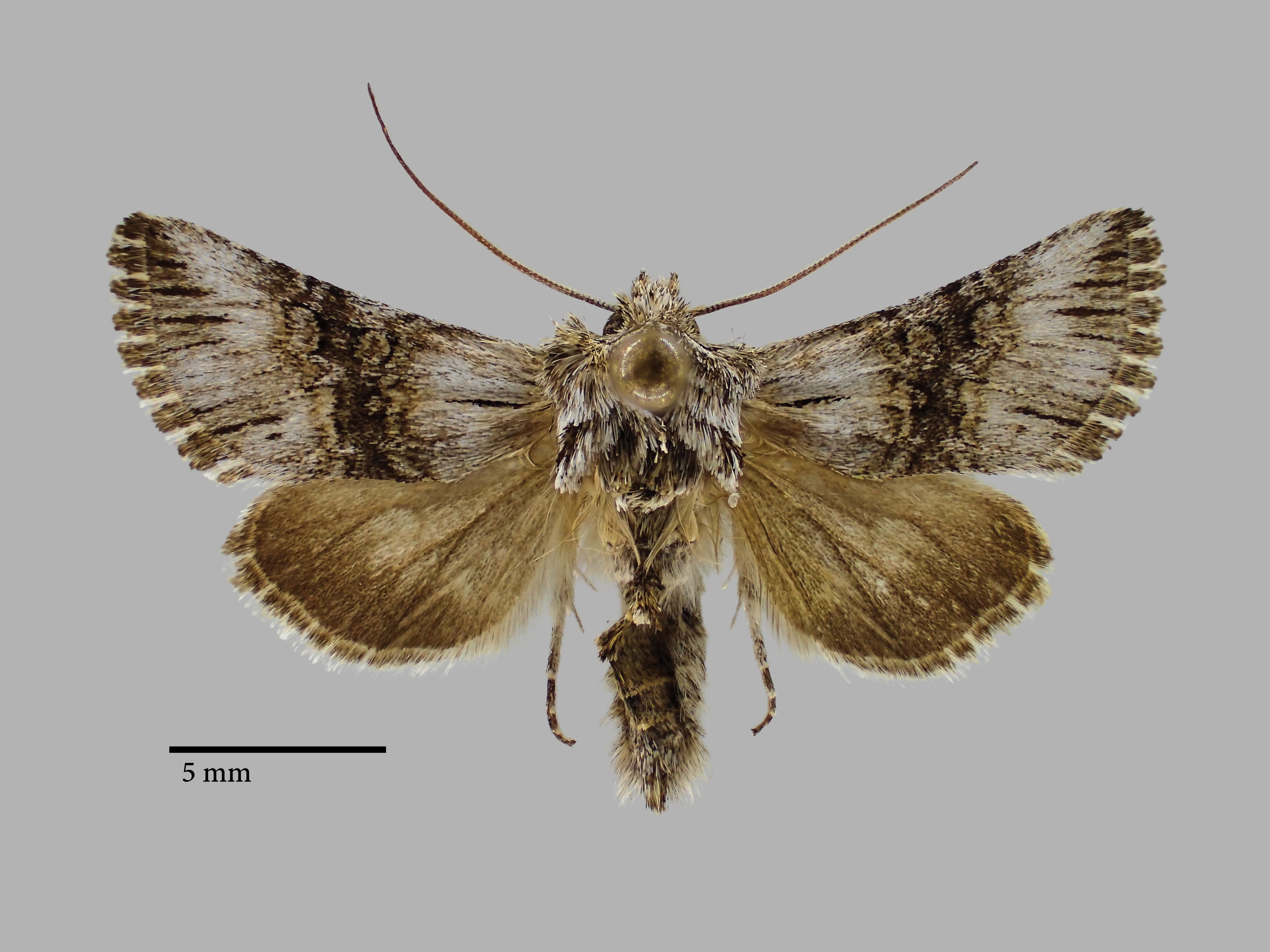 Omphalophana turcomana Pt D.jpg