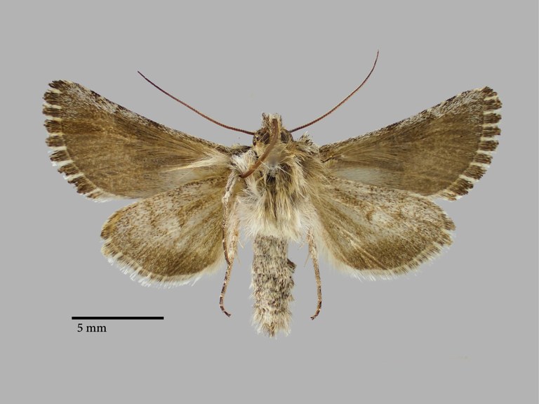 Omphalophana turcomana Pt V.jpg Omphalophana turcomana Pt V.jpg