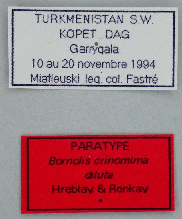 Bornolis crinomima diluta Pt Labels.jpg Bornolis crinomima diluta Pt Labels.jpg