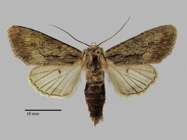 Bornolis crinomima diluta Pt D.jpg Bornolis crinomima diluta Pt D.jpg