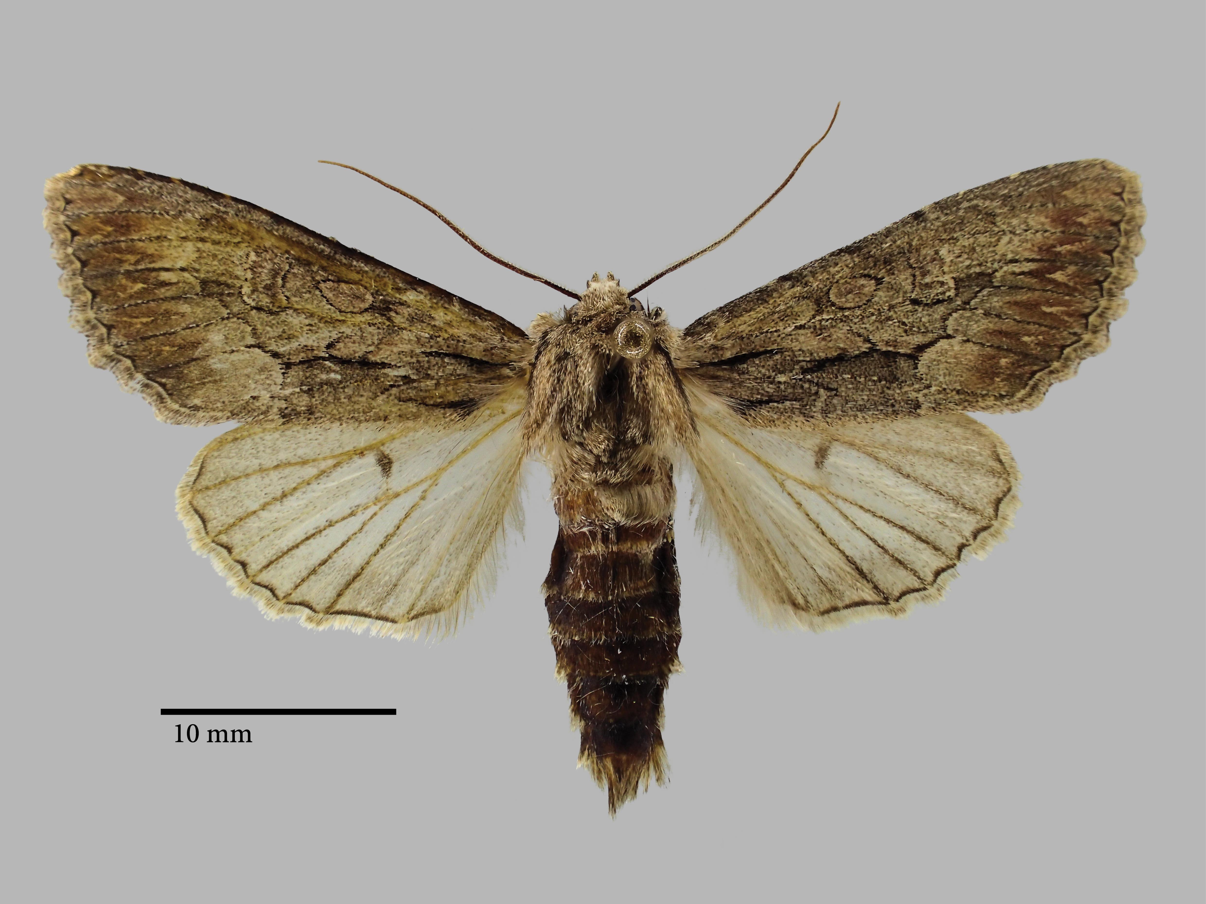 Bornolis crinomima diluta Pt D.jpg