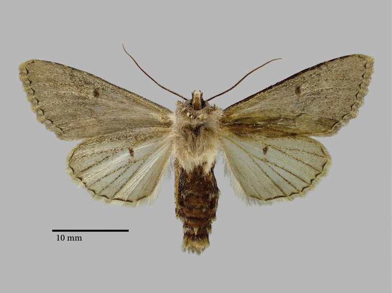 Bornolis crinomima diluta Pt V.jpg Bornolis crinomima diluta Pt V.jpg