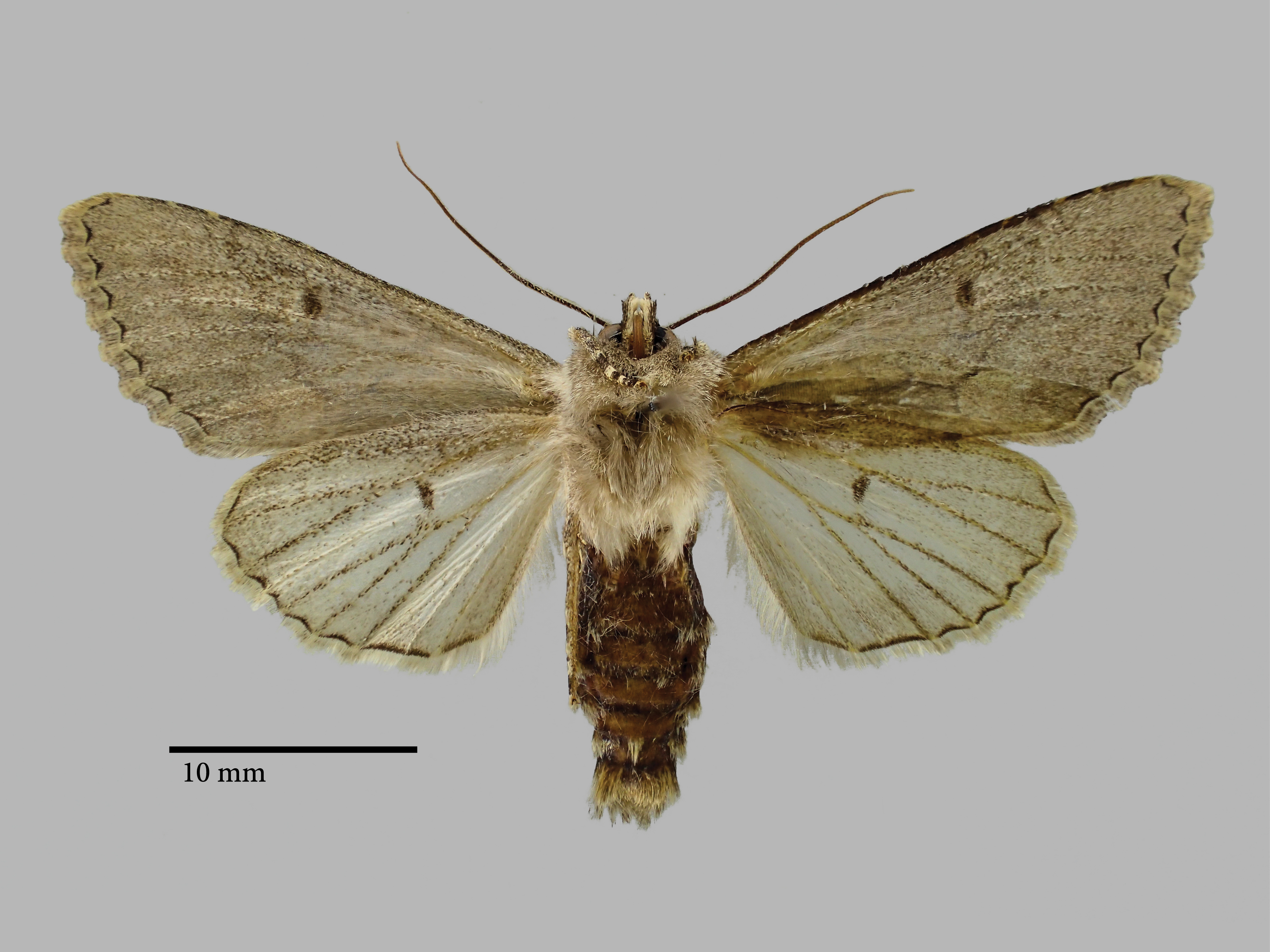 Bornolis crinomima diluta Pt V.jpg