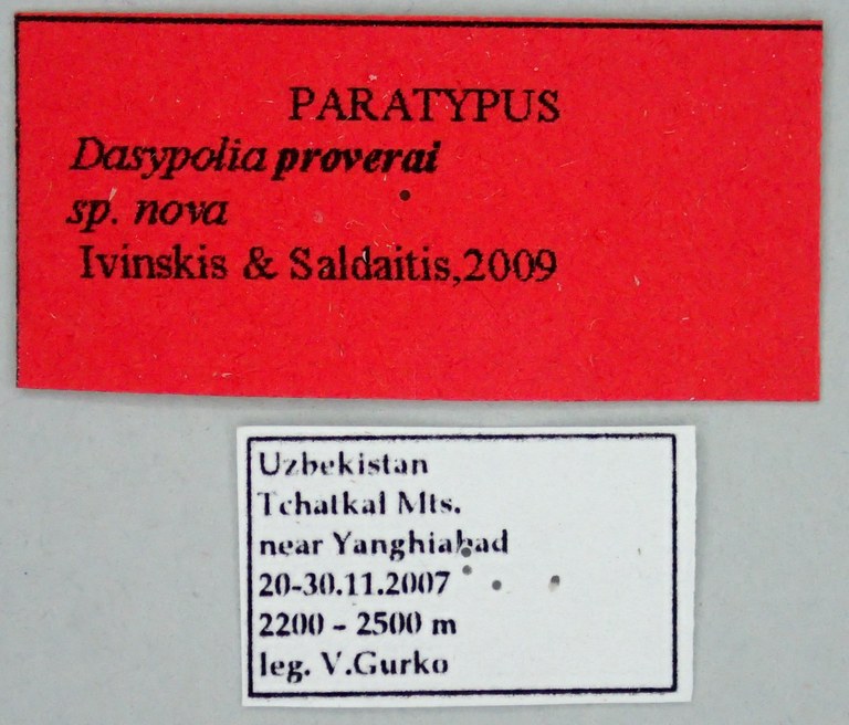 Dasypolia proverai Pt Labels.jpg Dasypolia proverai Pt Labels.jpg