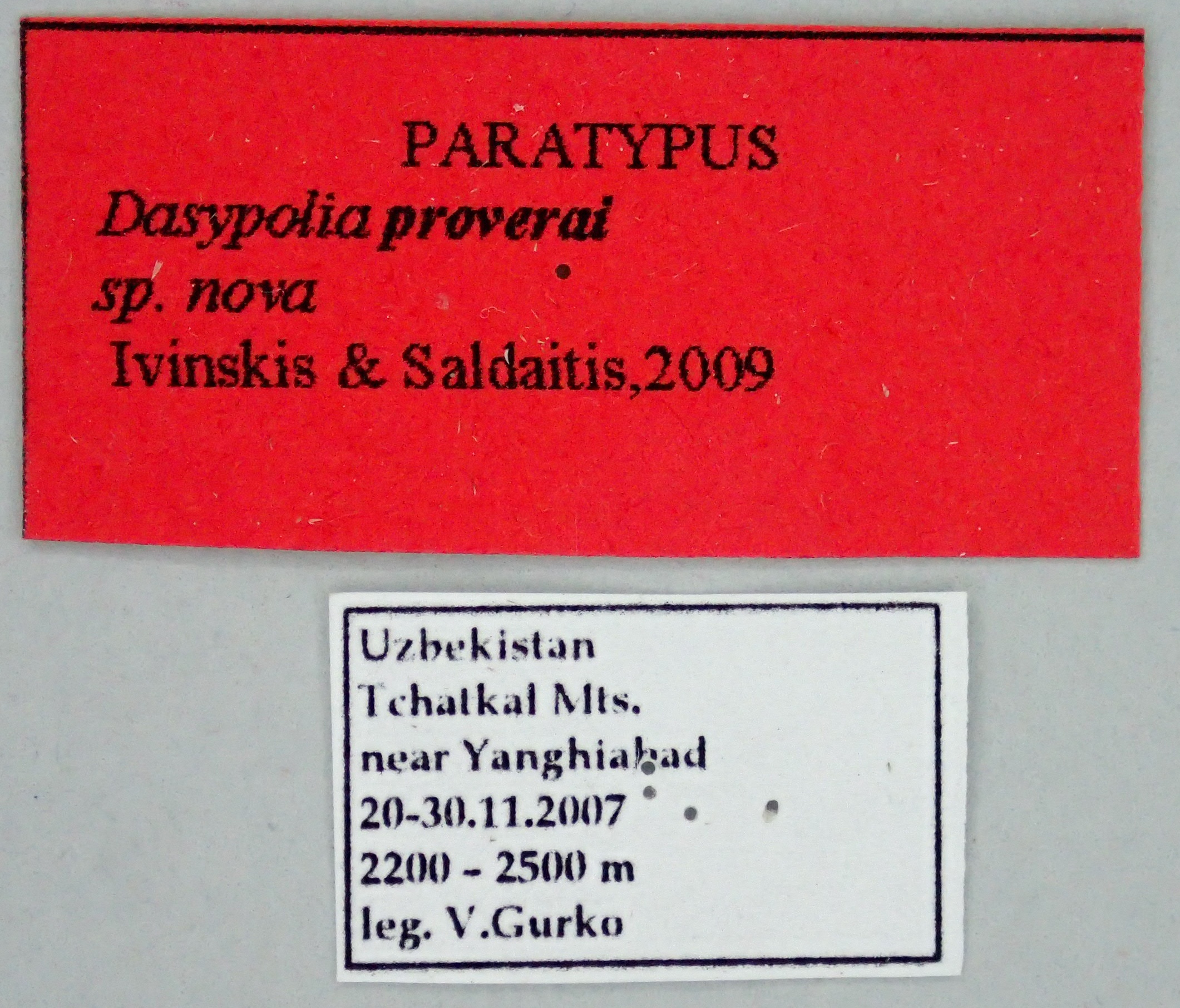 Dasypolia proverai Pt Labels.jpg