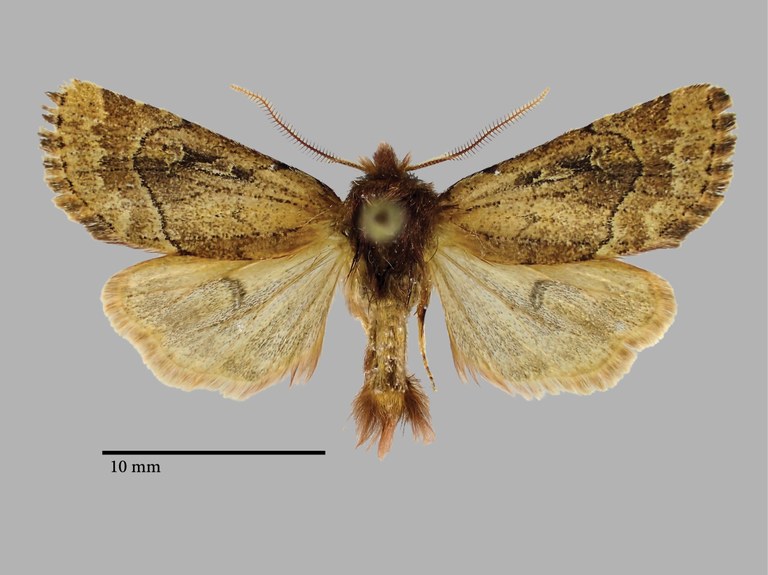 Dasypolia rasa Pt D.jpg Dasypolia rasa Pt D.jpg