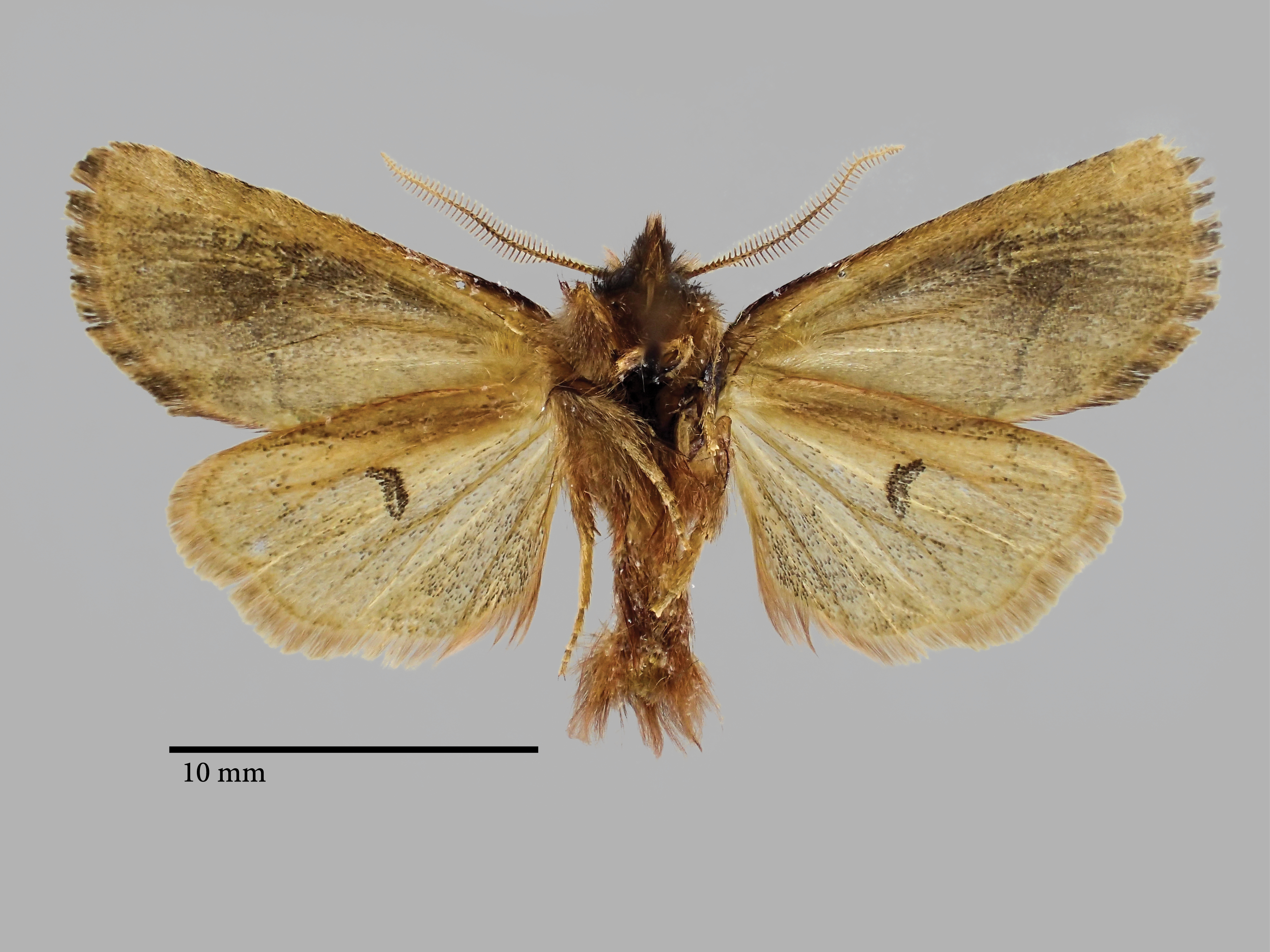 Dasypolia rasa Pt V.jpg