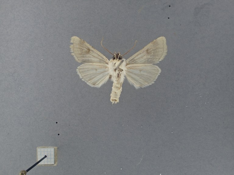 Enterpia roseocandida Pt V.jpg Enterpia roseocandida Pt V.jpg