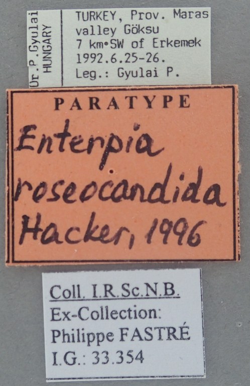 Enterpia roseocandida Pt Labels.jpg Enterpia roseocandida Pt Labels.jpg