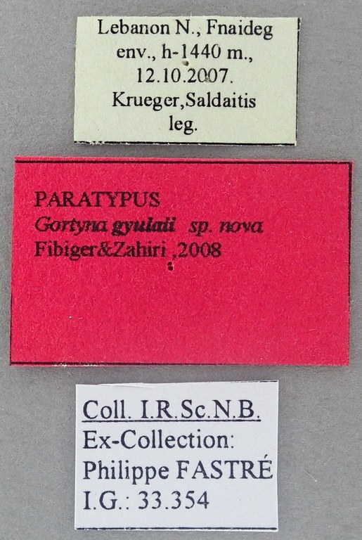 Gortyna gyulaii Pt Labels.jpg Gortyna gyulaii Pt Labels.jpg