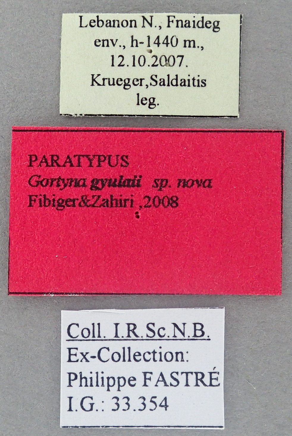 Gortyna gyulaii Pt Labels.jpg