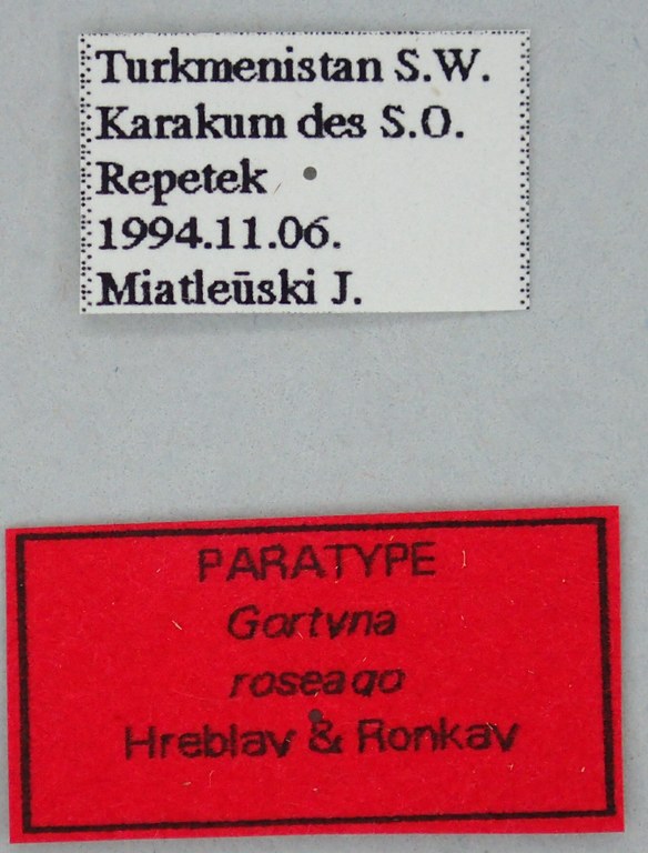 Gortyna roseago Pt labels.jpg Gortyna roseago Pt labels.jpg