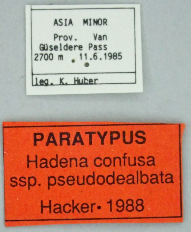 Hadena confusa pseudodealbata Pt Labels.jpg Hadena confusa pseudodealbata Pt Labels.jpg