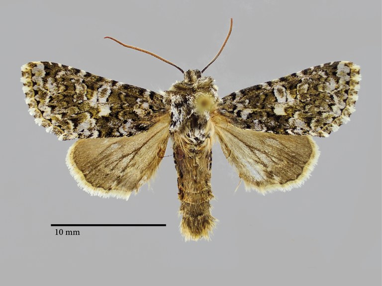 Hadena confusa pseudodealbata Pt D.jpg Hadena confusa pseudodealbata Pt D.jpg
